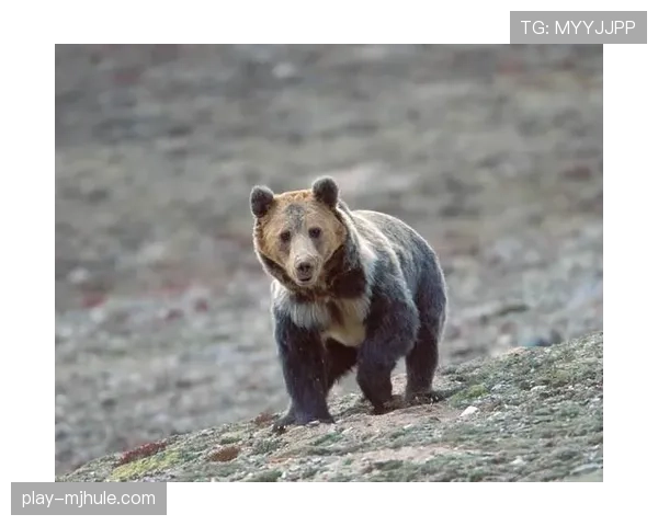 棕熊在户外赛中取得四胜 逼近联盟历史户外赛最多胜场纪录